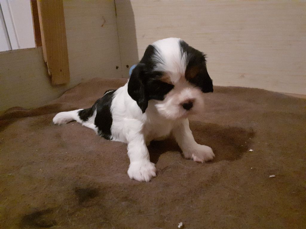 des Pattes Enchantées - Chiot disponible  - Cavalier King Charles Spaniel