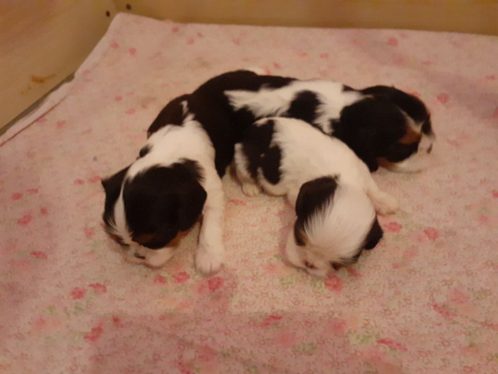 des Pattes Enchantées - Chiots disponibles - Cavalier King Charles Spaniel