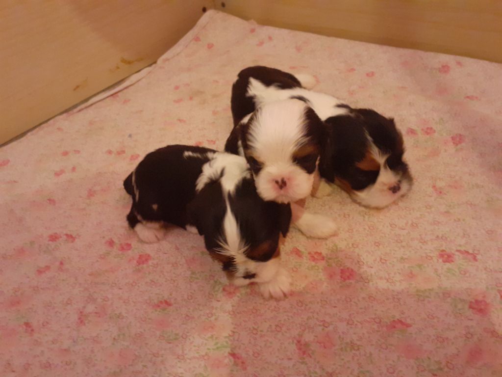 des Pattes Enchantées - Chiots disponibles - Cavalier King Charles Spaniel