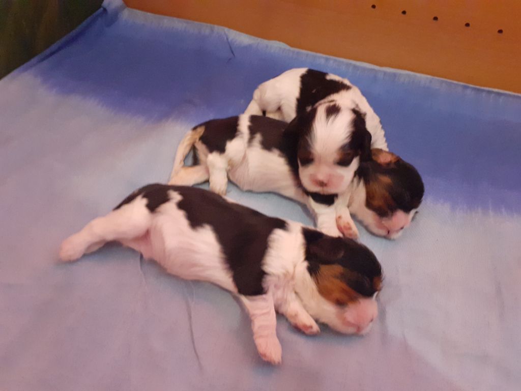des Pattes Enchantées - Chiots disponibles - Cavalier King Charles Spaniel
