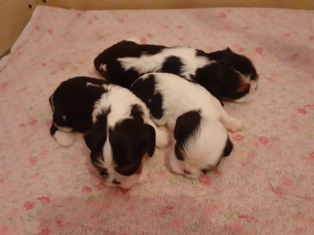 des Pattes Enchantées - Chiots disponibles - Cavalier King Charles Spaniel
