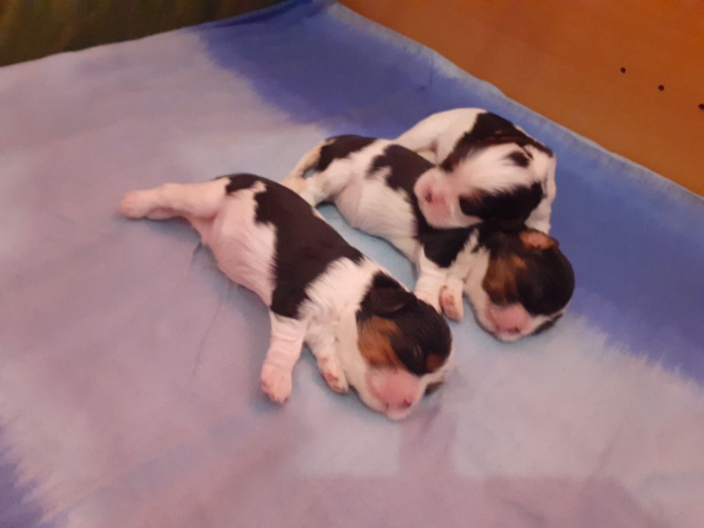 des Pattes Enchantées - Chiots disponibles - Cavalier King Charles Spaniel